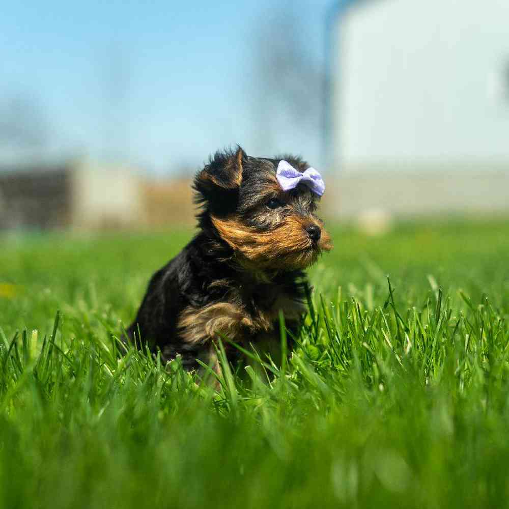 Image of a pet breed in the gallery