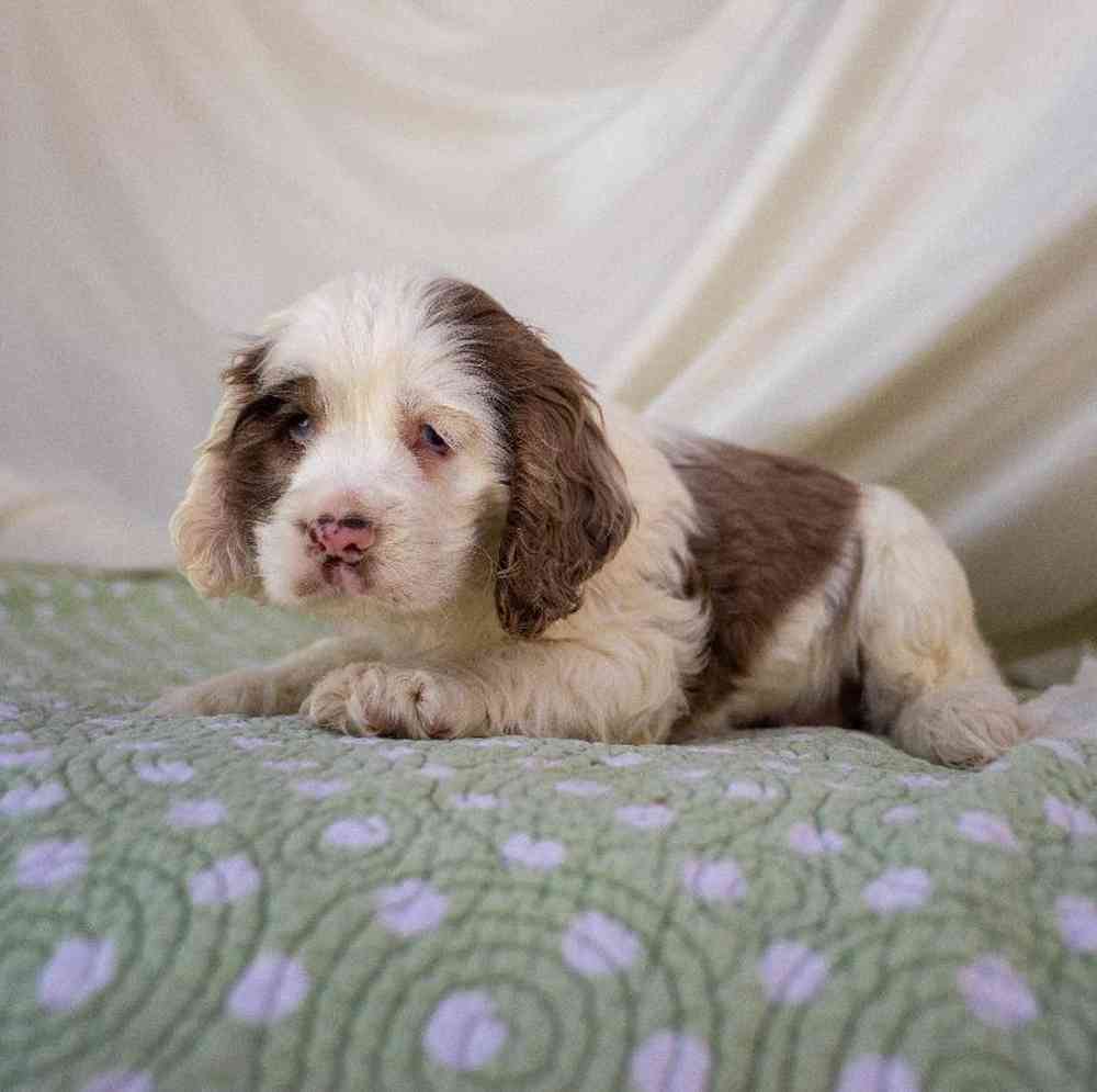 Image of a pet breed in the gallery