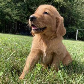 Golden Retriever