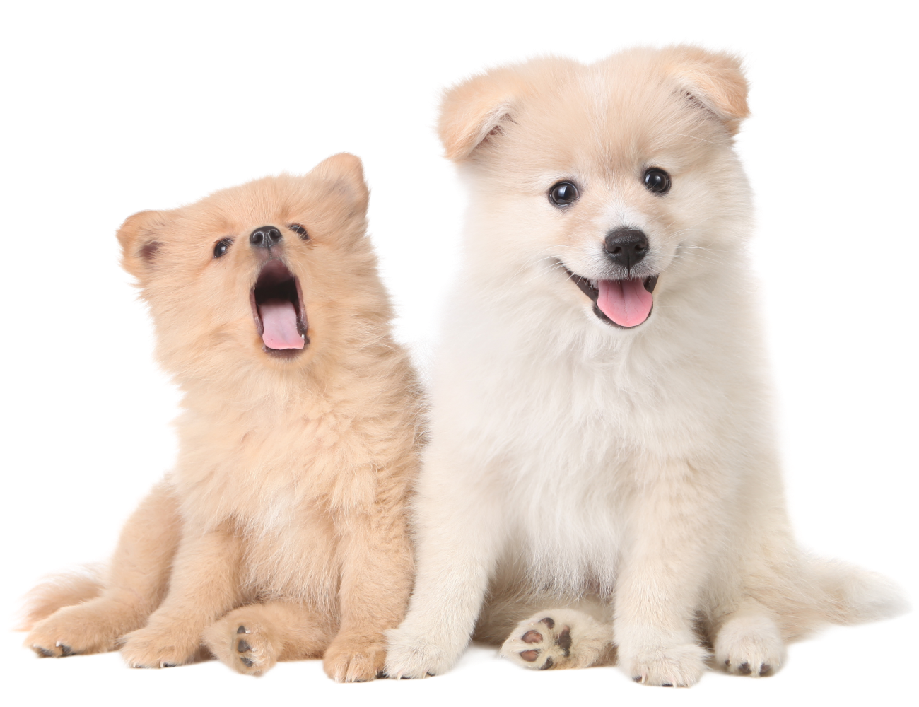 2 dogs image